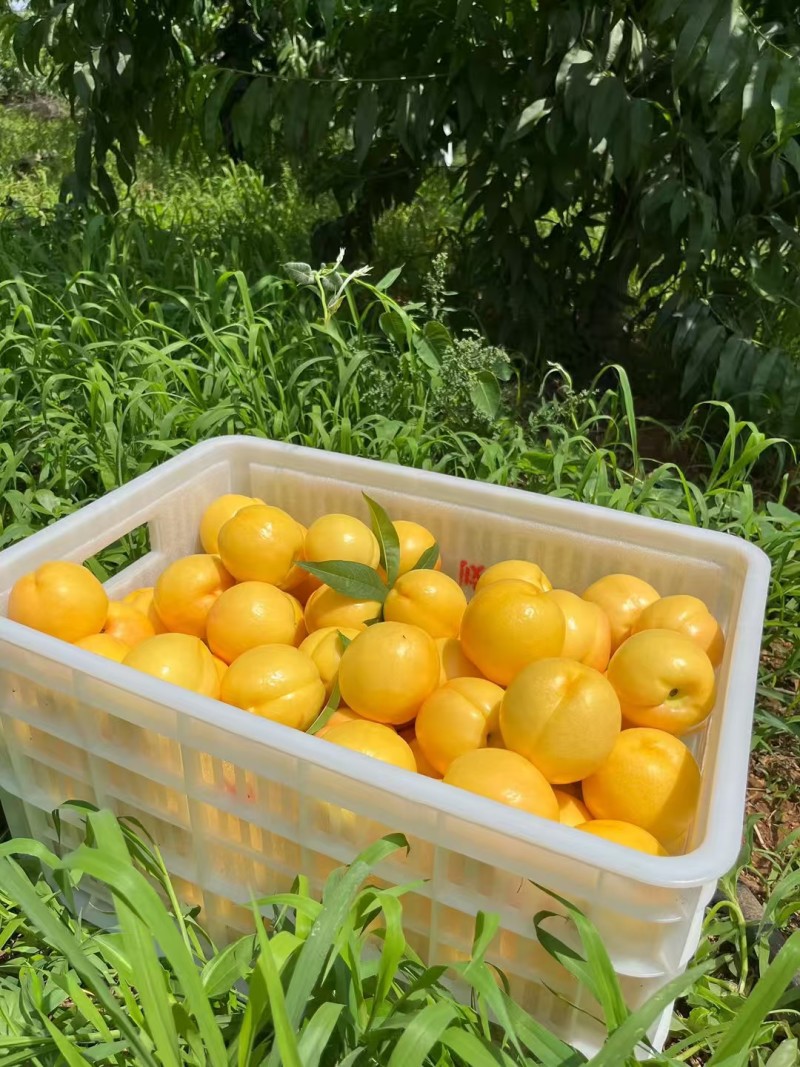 山野藏甜，桃香满枝🌿