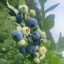 蓝莓