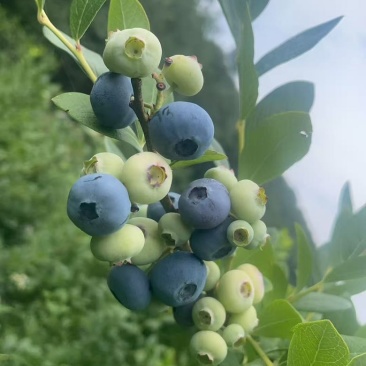 蓝莓