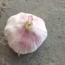 紫皮大蒜