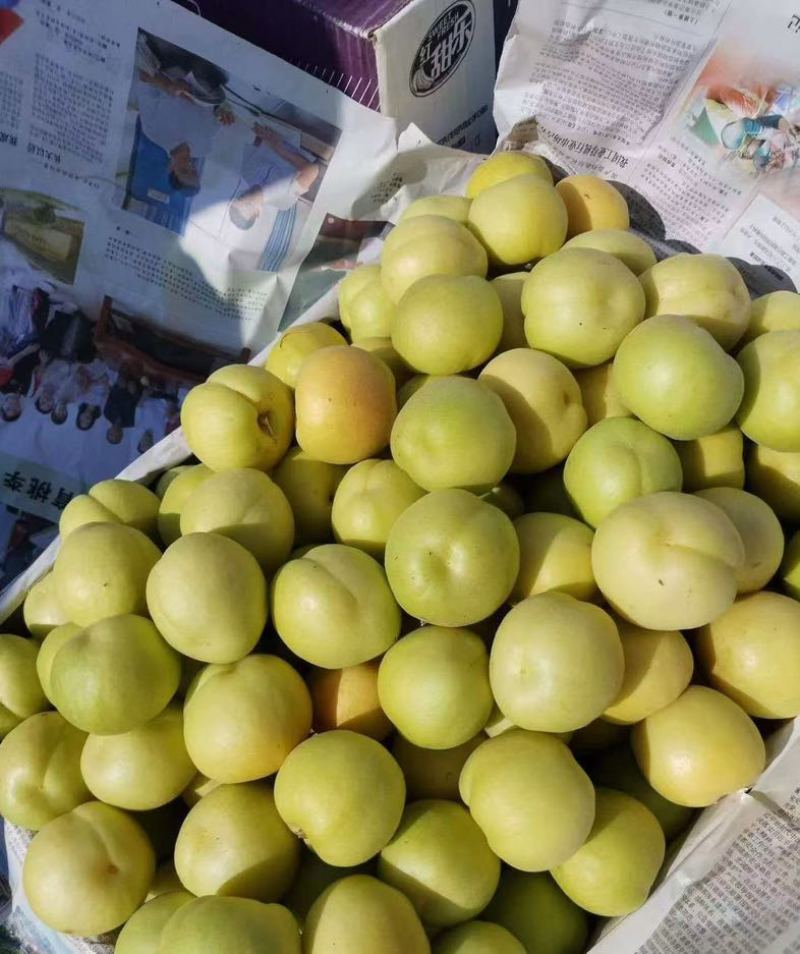 香白杏