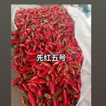 想卖红泡椒
