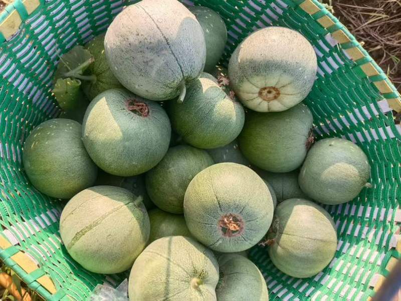 玉奶香瓜、绿宝甜瓜
