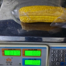 水果玉米超大果即食水果玉米不低于300g电商整箱批发