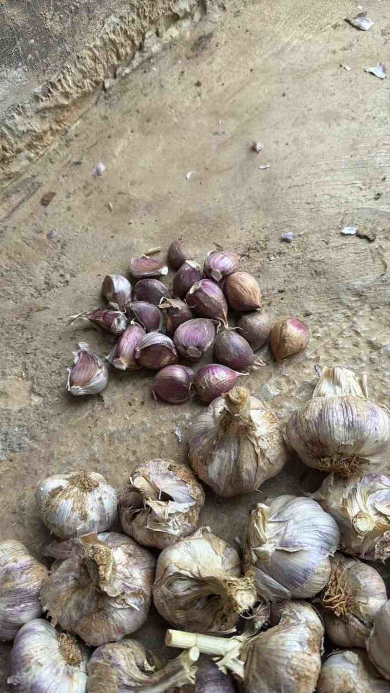 大理弥渡大蒜
