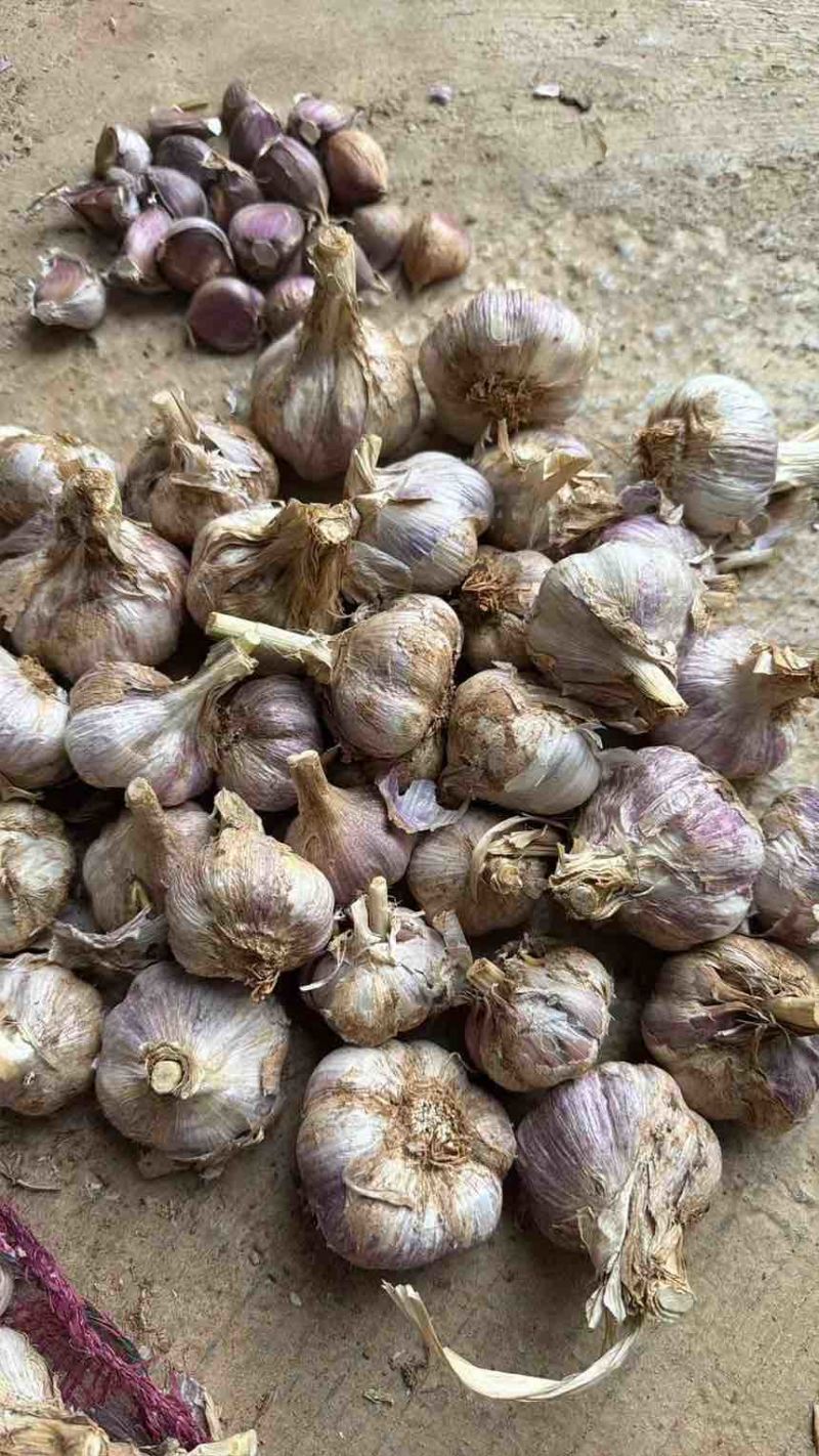 大理弥渡大蒜