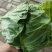 河北邢台橄榄菜