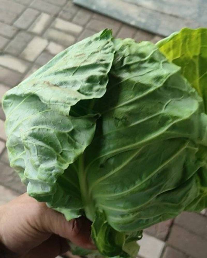 河北邢台橄榄菜