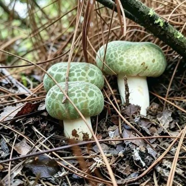 云南文山野生青头菌