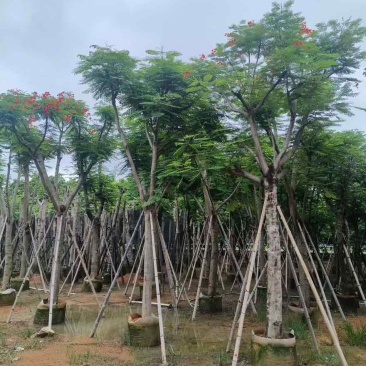 凤凰木骨架10-30分，基地直销，一手货源，大量低价出售