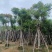 凤凰木骨架10-30分，基地直销，一手货源，大量低价出售