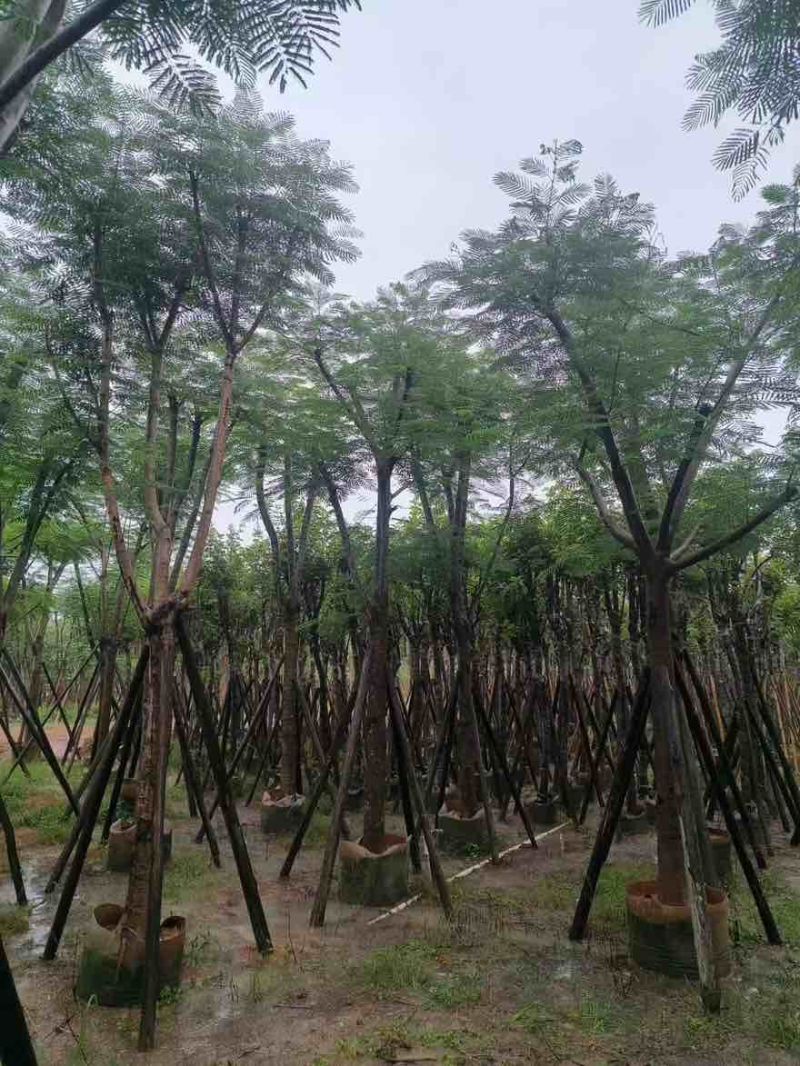 凤凰木骨架10-30分，基地直销，一手货源，大量低价出售