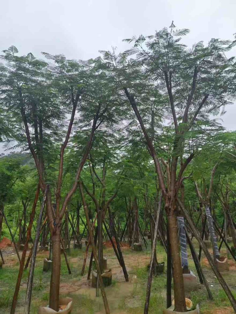 凤凰木骨架10-30分，基地直销，一手货源，大量低价出售