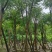 凤凰木骨架10-30分，基地直销，一手货源，大量低价出售