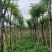 凤凰木骨架10-30分，基地直销，一手货源，大量低价出售