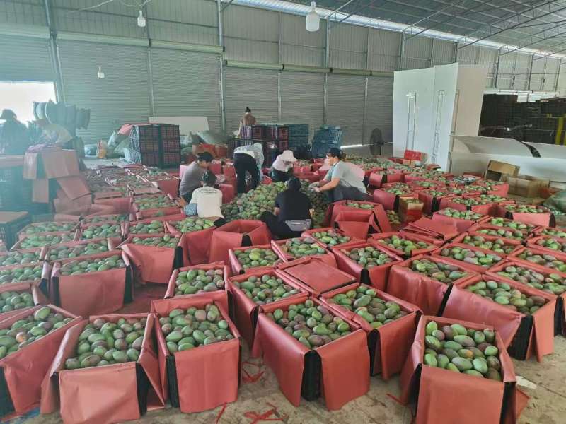 贵妃芒，金煌芒，对接市场电商一件代发