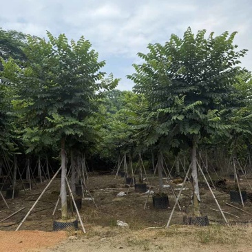 火焰木养冠8-18分，基地直销，一手货源，大量低价出售