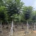 火焰木养冠8-18分，基地直销，一手货源，大量低价出售