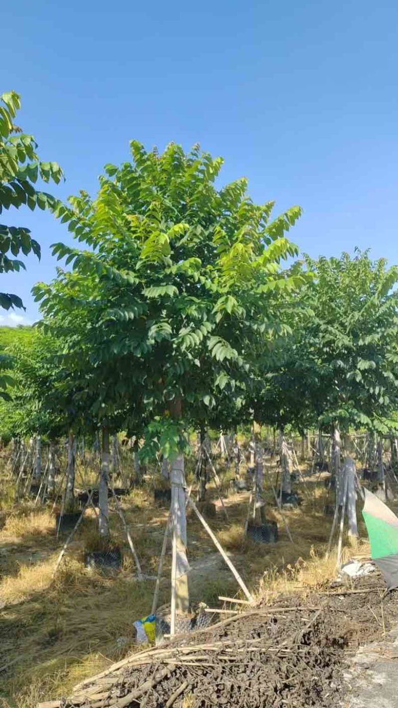 火焰木养冠8-18分，基地直销，一手货源，欢迎选购