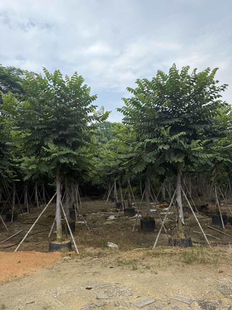火焰木养冠8-15分，基地直销，一手货源，大量低价出售