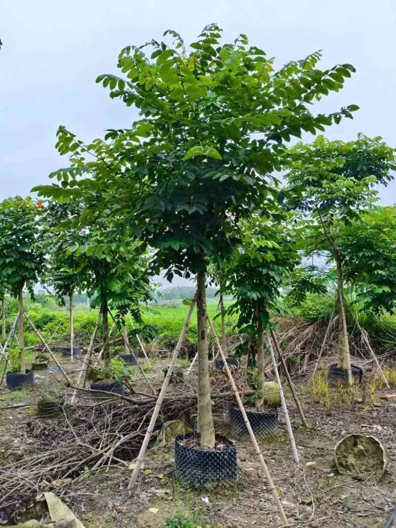 火焰木养冠8-15分，基地直销，一手货源，大量低价出售