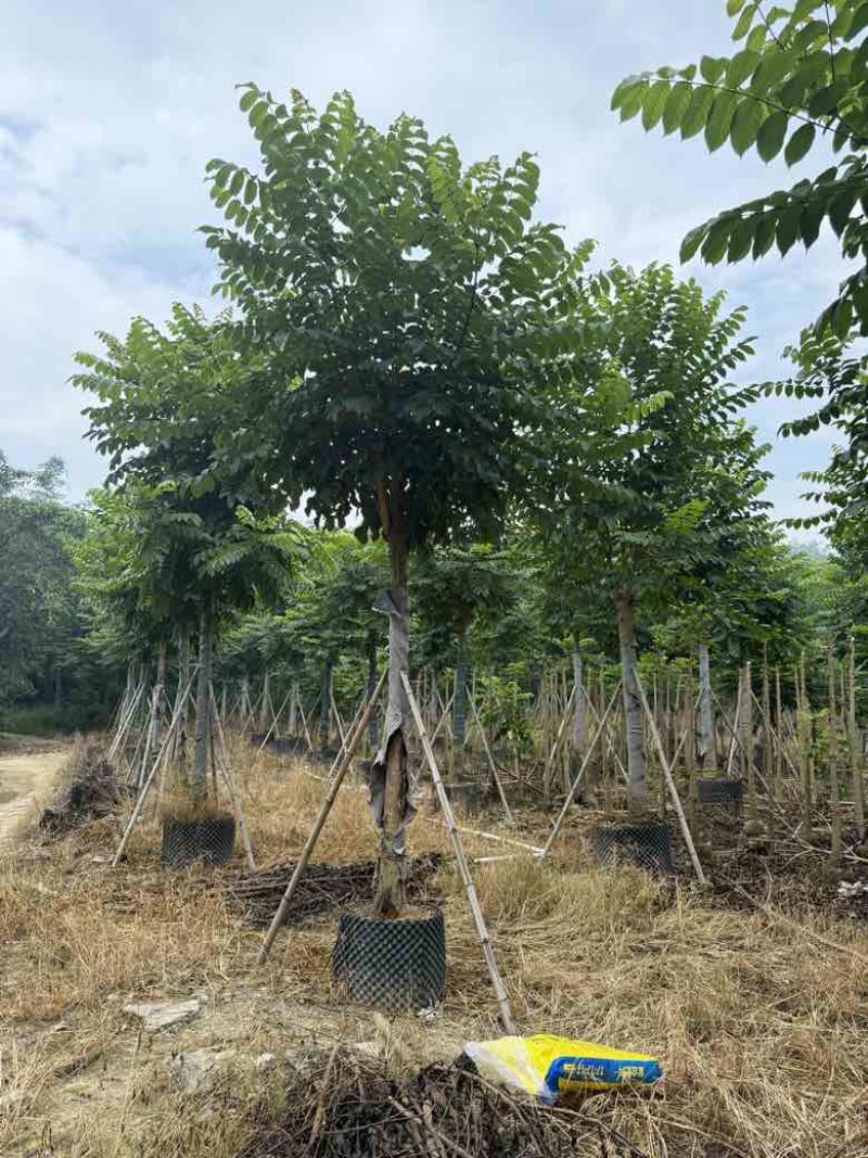 火焰木养冠8-15分，基地直销，一手货源，大量低价出售