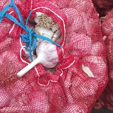 大青棵红皮蒜种