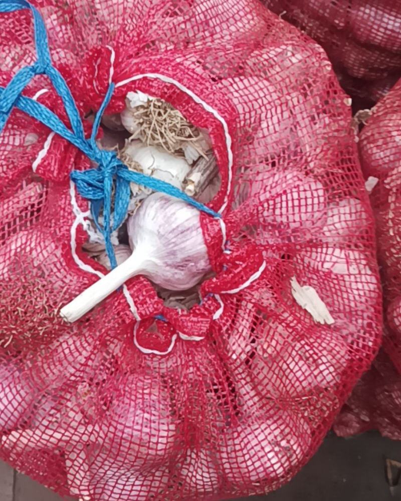大青棵红皮蒜种