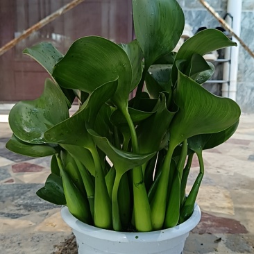 水仙花，水芙蓉
