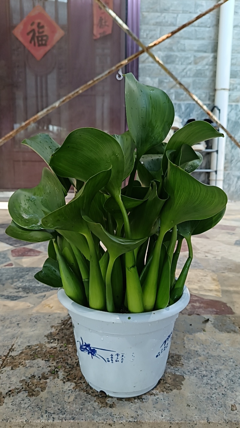水仙花，水芙蓉