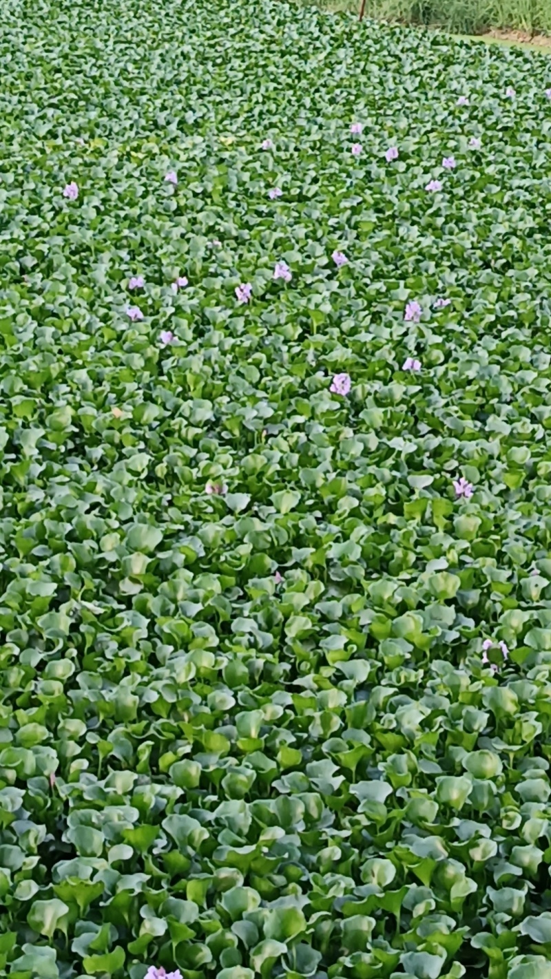 水仙花，水芙蓉