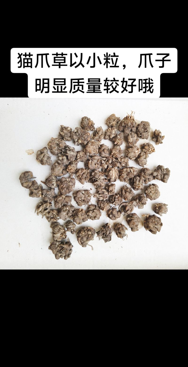 高质量精品猫爪草