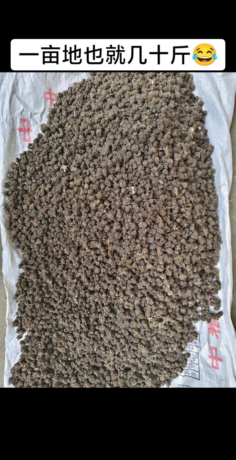 高质量精品猫爪草