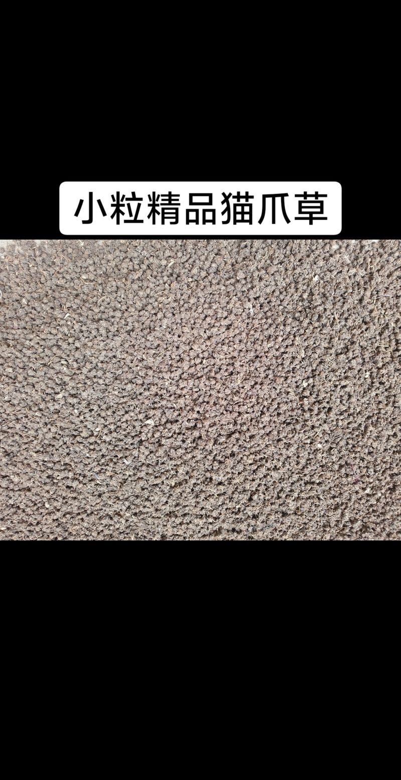 高质量精品猫爪草