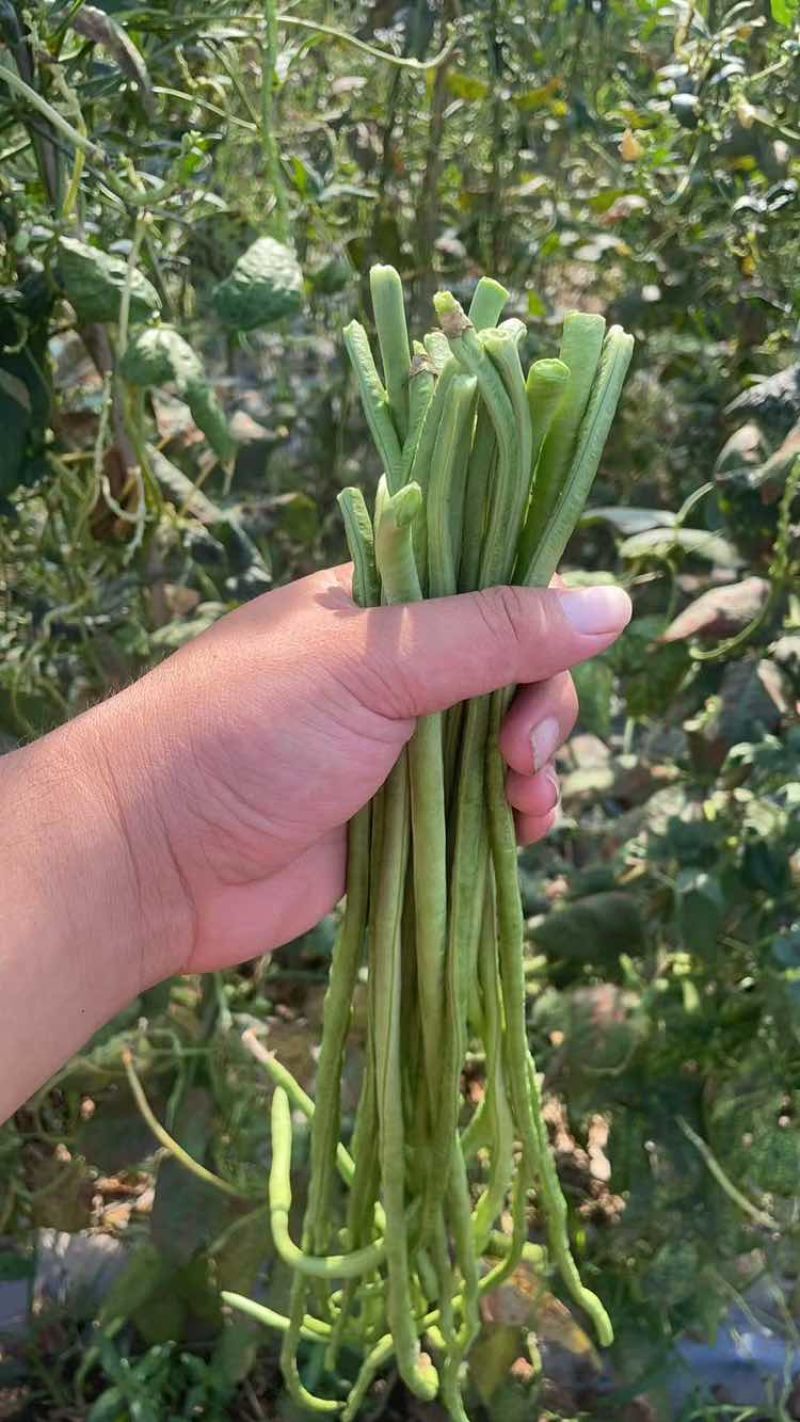 豆角