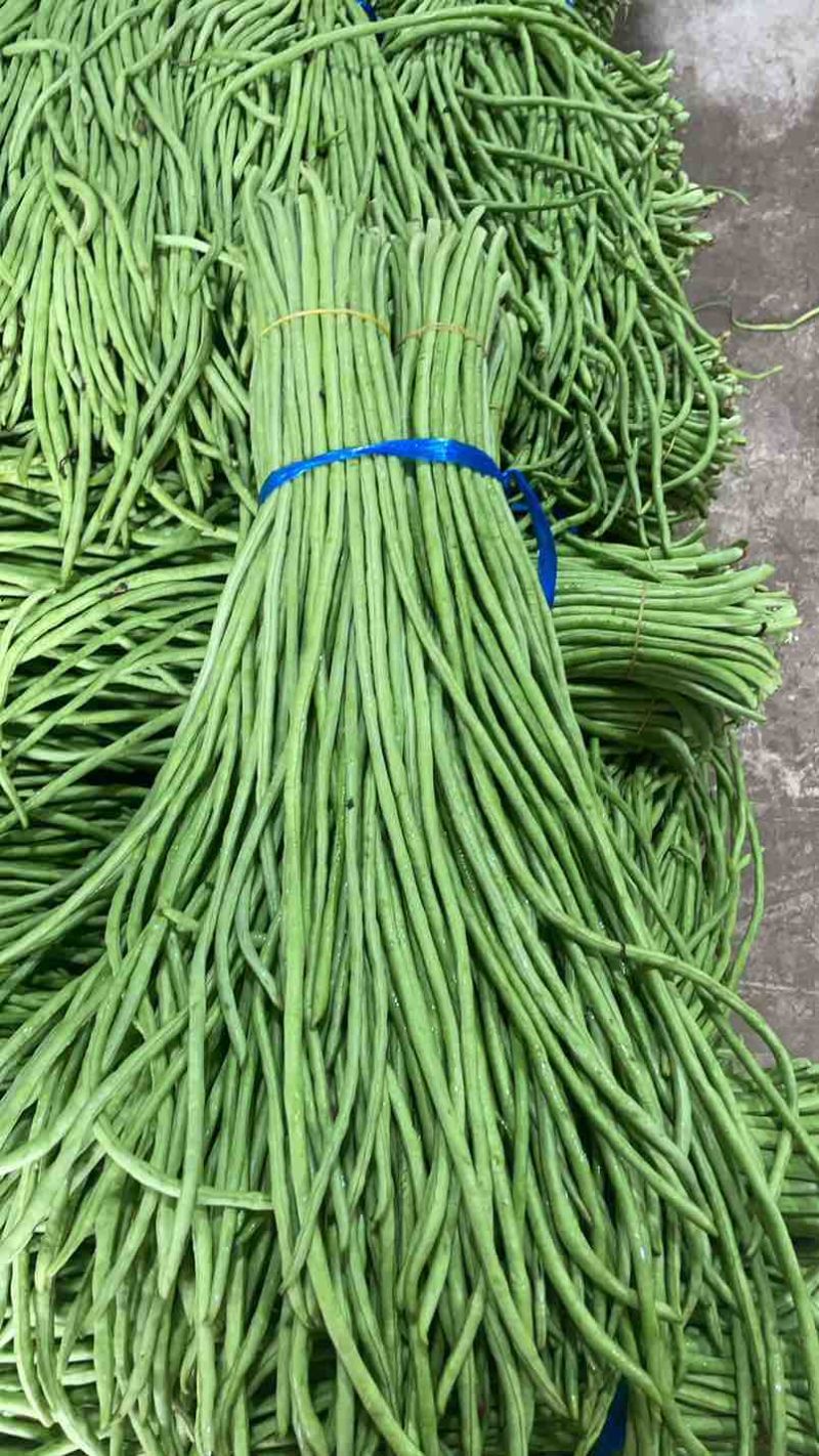 宜昌长豆角新货上市产地直供量大从优对接各大市场