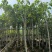 菠萝蜜2-15分，基地直销，一手货源，大量低价出售
