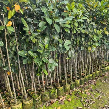 菠萝蜜2-15分，基地直销，一手货源，大量低价出售
