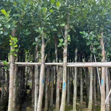 菠萝蜜2-15分，一手货源，基地直销，大量低价出售