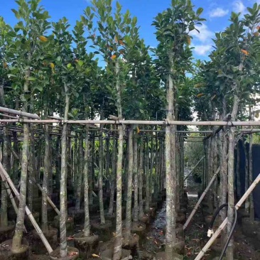 菠萝蜜2-15分，基地直销，一手货源，各种规格，大量低价出售