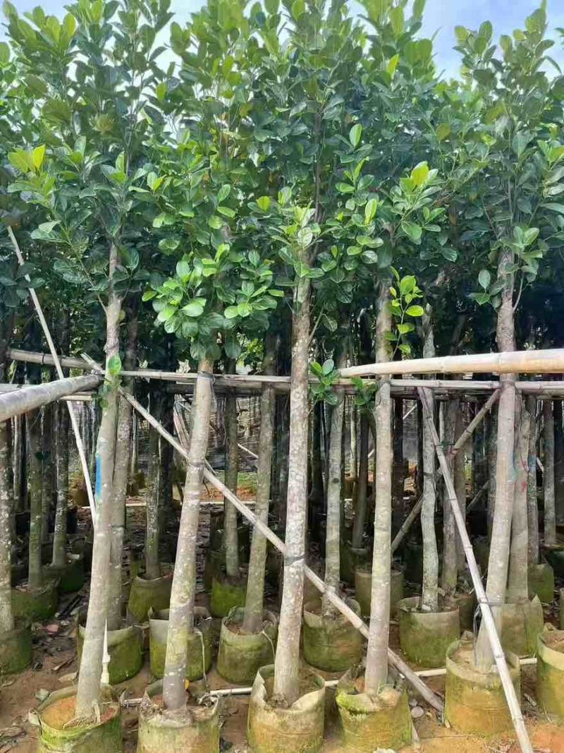 菠萝蜜2-15分，基地直销，一手货源，各种规格，大量低价出售