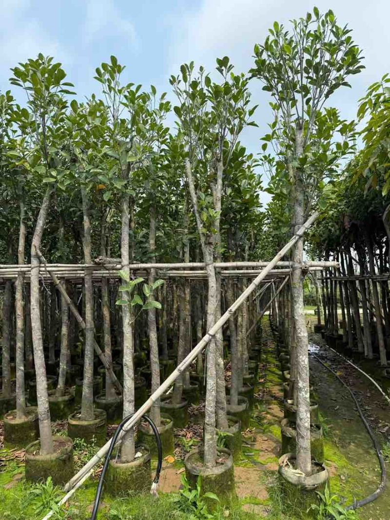 菠萝蜜2-15分，基地直销，一手货源，各种规格，大量低价出售