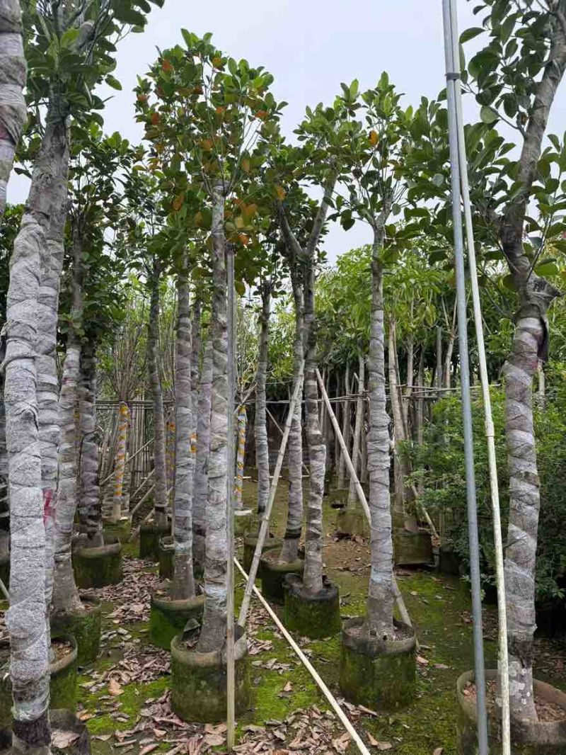 菠萝蜜2-15分，基地直销，一手货源，各种规格，大量低价出售