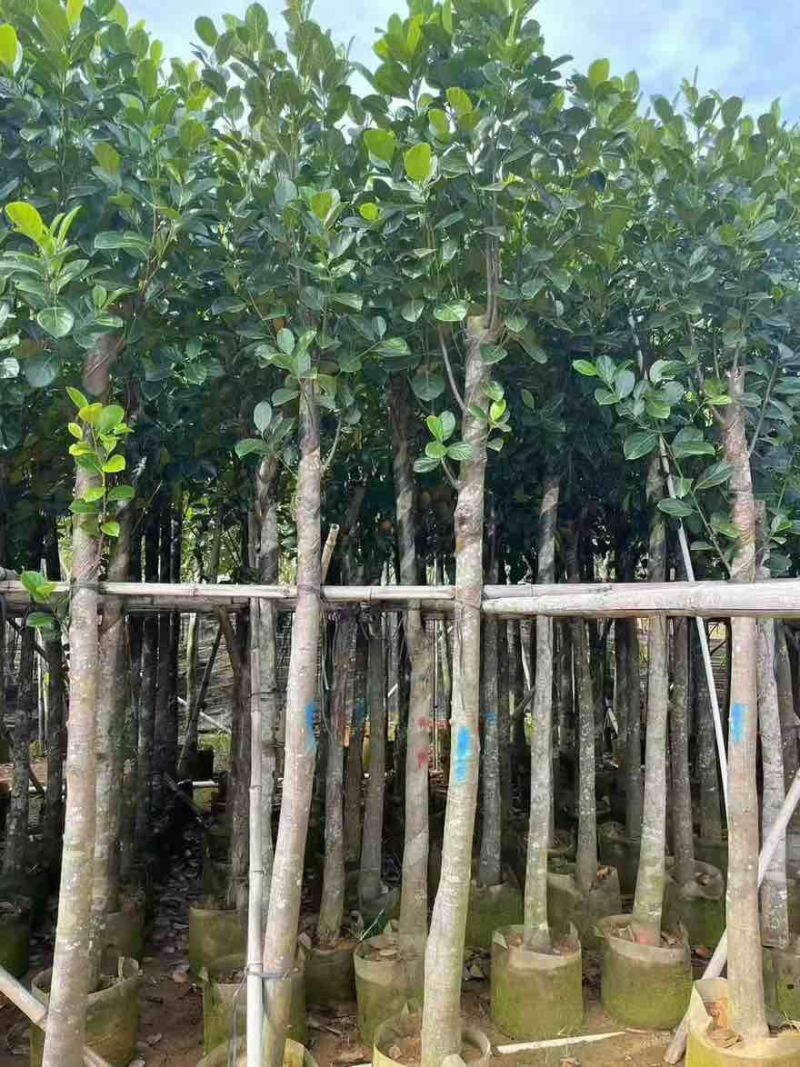菠萝蜜2-15分，基地直销，一手货源，各种规格，大量低价出售