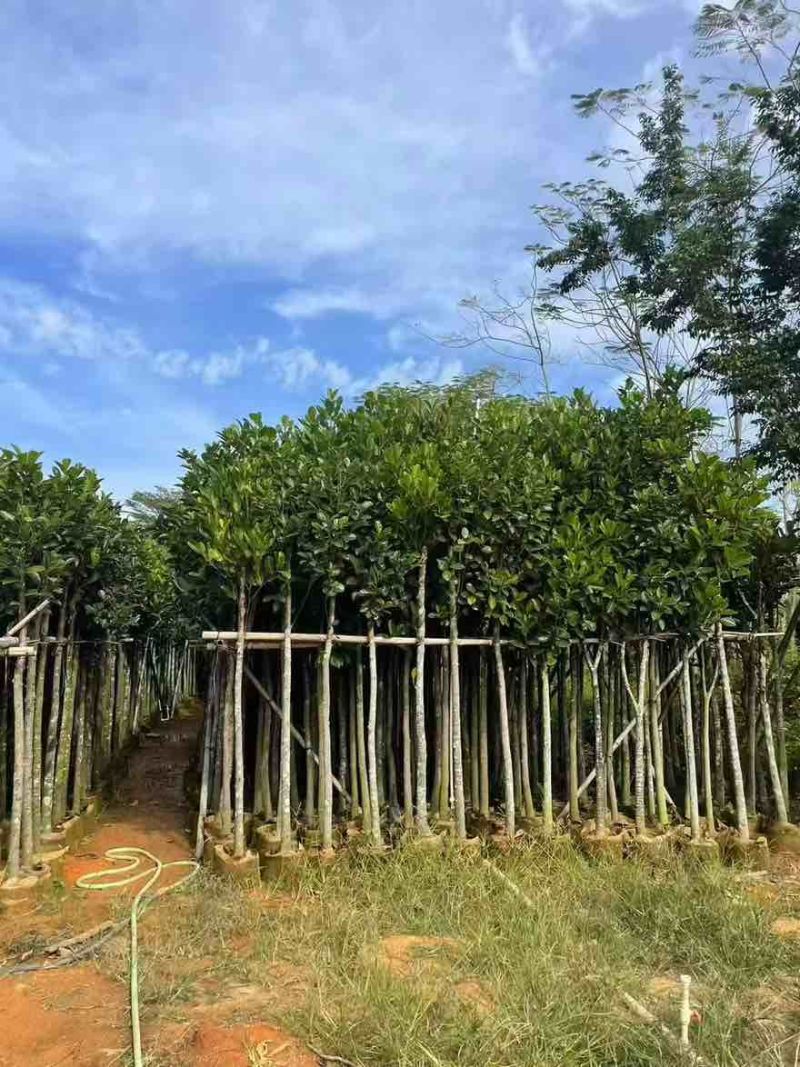 菠萝蜜2-15分，基地直销，一手货源，各种规格，大量低价出售