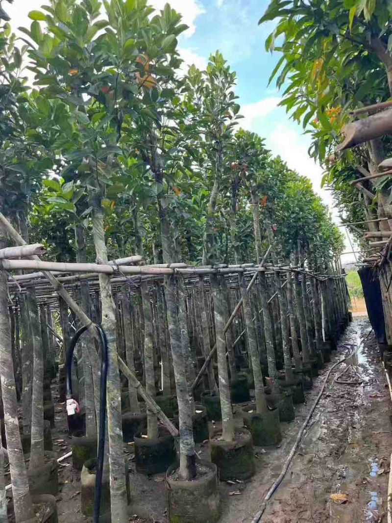 菠萝蜜2-15分，基地直销，一手货源，各种规格，大量低价出售