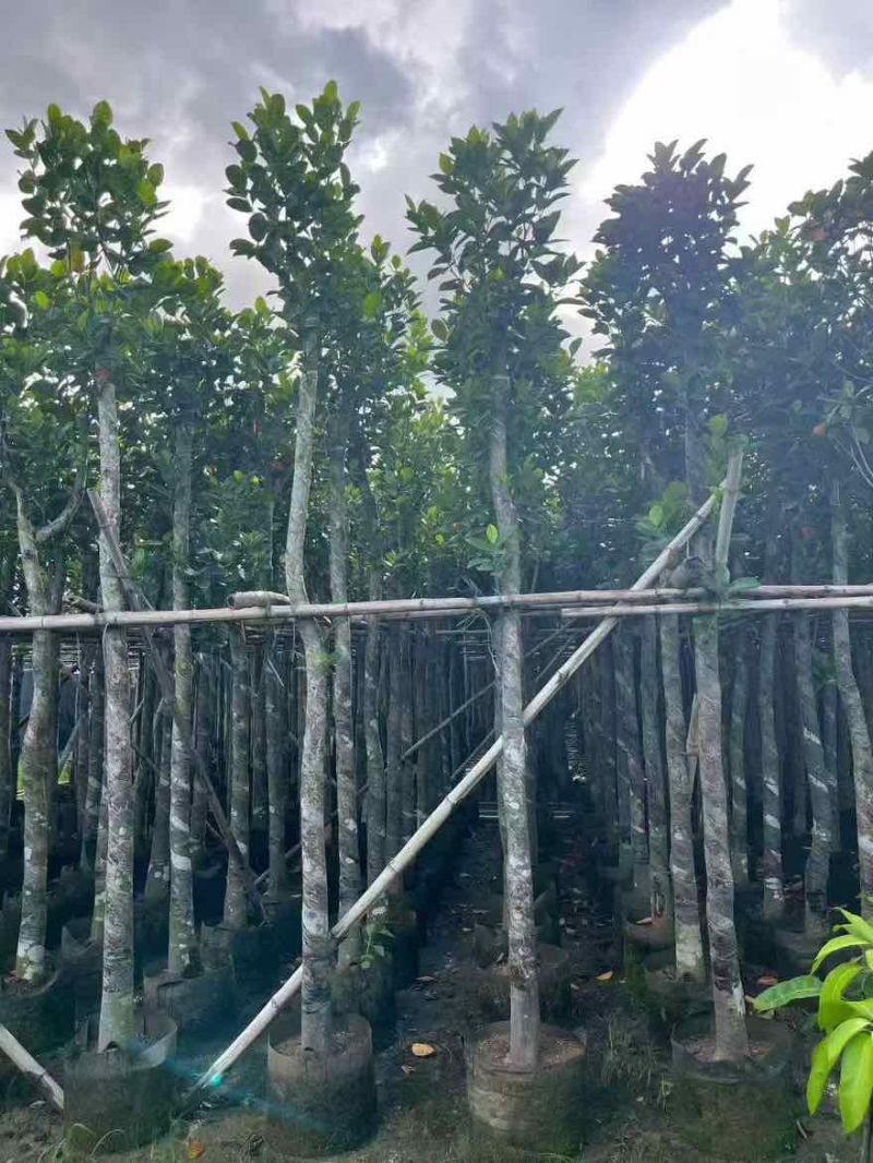 菠萝蜜2-15分，基地直销，一手货源，各种规格，大量低价出售