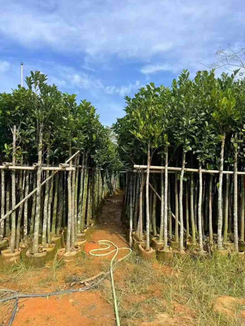 菠萝蜜2-15分，基地直销，一手货源，各种规格，大量低价出售