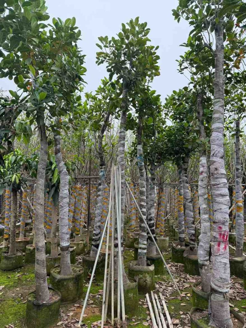 菠萝蜜2-15分，基地直销，一手货源，各种规格，大量低价出售