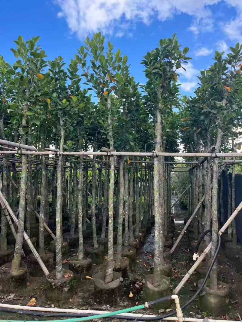 菠萝蜜2-15分，基地直销，一手货源，大量低价出售，欢迎选购
